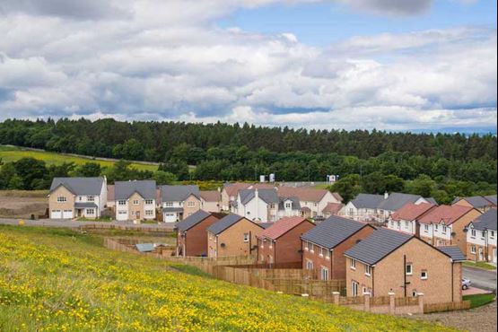 New homes with a field in front and a forest behind